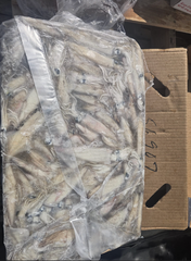 AMERICAN LOLIGO SQUID – PREMIUM WILD CAUGHT | USA PACIFIC ORIGIN - Image 4